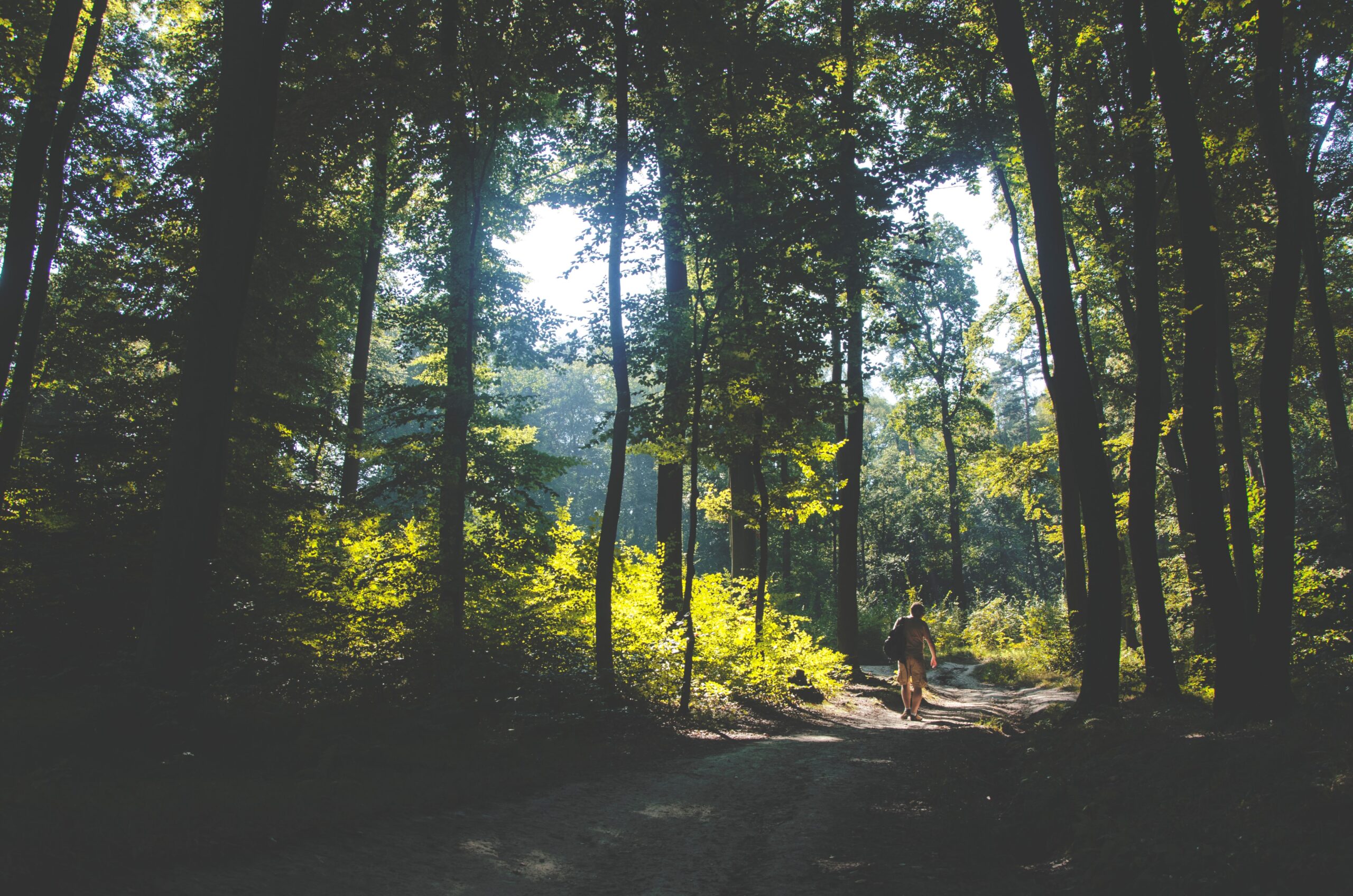 A person walking in a forest