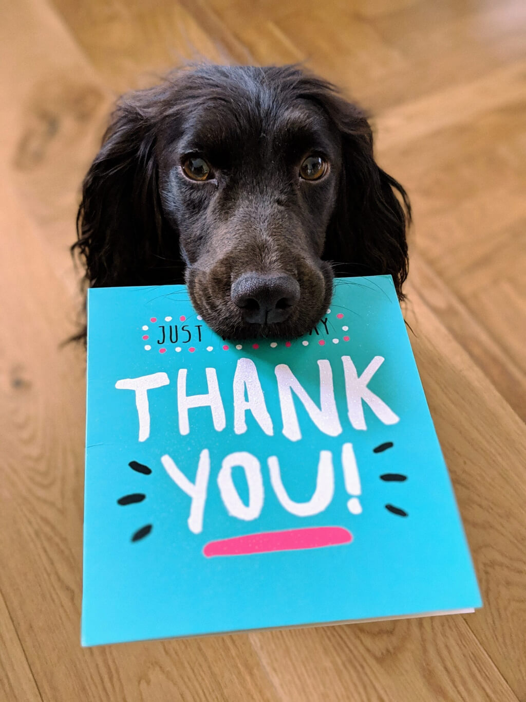 A dog holding a thank you placard in his mouth