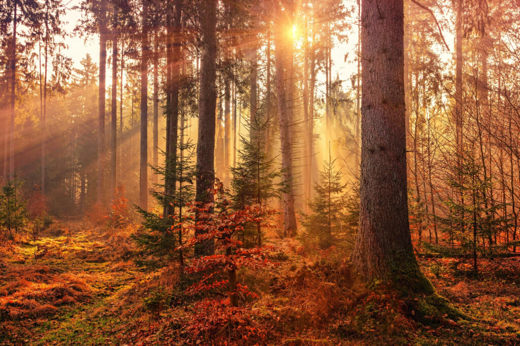 The sun rays falls inside a forest