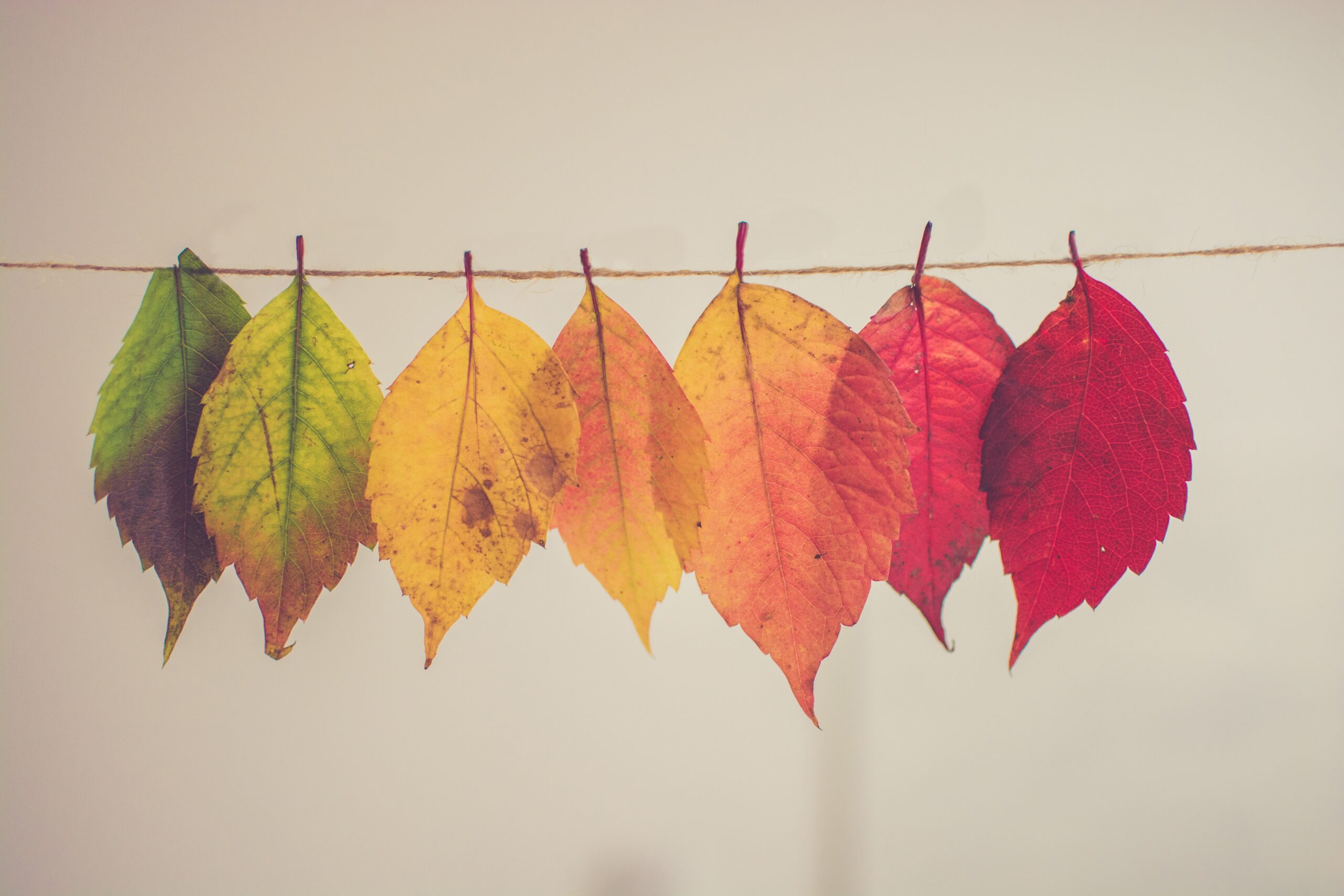 Leaves in different colors are hung on a thread.