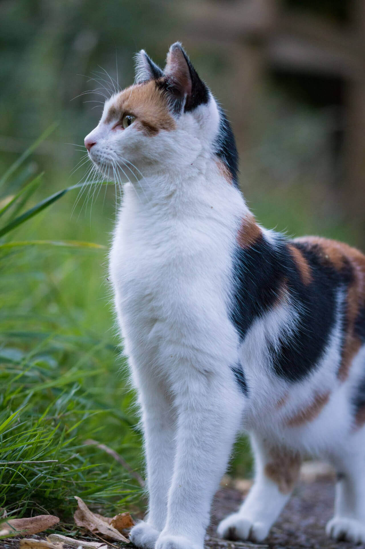 A cat standing on the road beside the grass